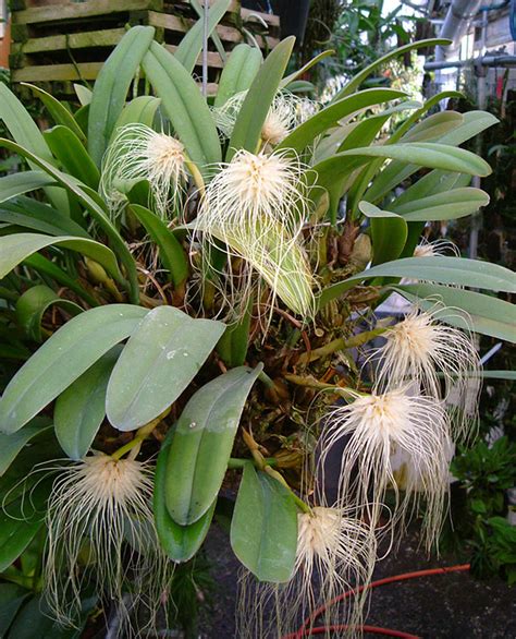 bulbophyllum medusae care.